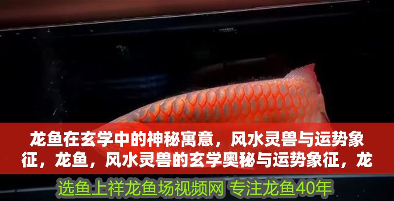 龍魚在玄學中的神秘寓意，風水靈獸與運勢象征，龍魚，風水靈獸的玄學奧秘與運勢象征，龍魚，風水靈獸的玄學奧秘與運勢象征探秘