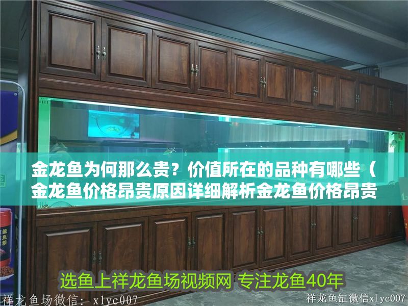 金龍魚為何那么貴？價值所在的品種有哪些（金龍魚價格昂貴原因詳細解析金龍魚價格昂貴的原因）