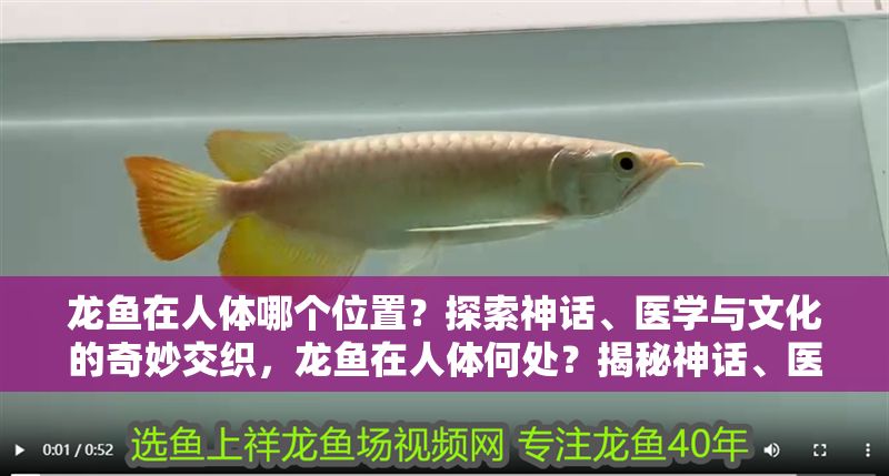 龍魚在人體哪個位置？探索神話、醫學與文化的奇妙交織，龍魚在人體何處？揭秘神話、醫學與文化的跨界對話，龍魚在人體何處？神話、醫學與文化的跨界解密