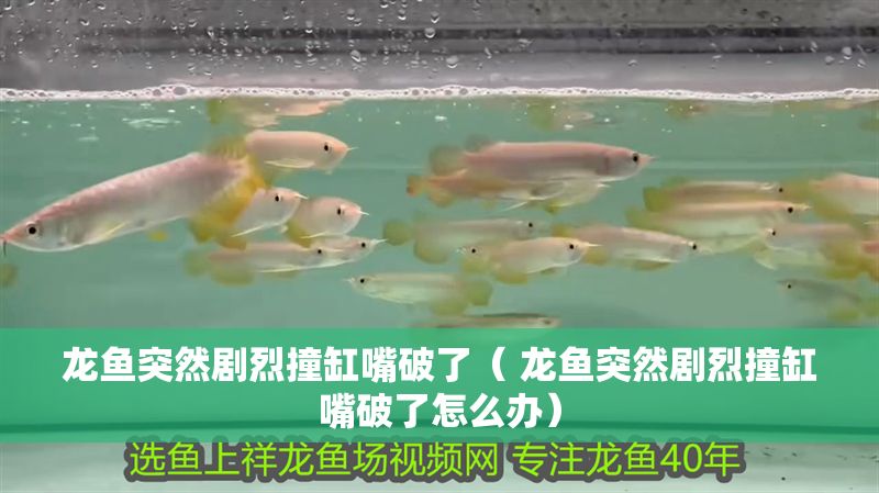 龍魚突然劇烈撞缸嘴破了（ 龍魚突然劇烈撞缸嘴破了怎么辦）