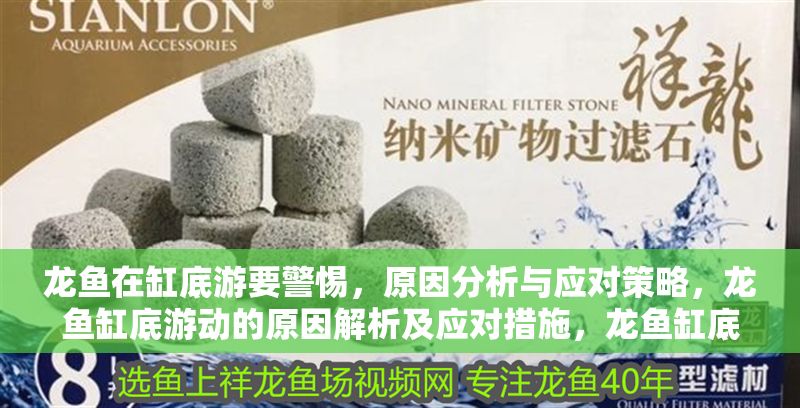 龍魚在缸底游要警惕，原因分析與應(yīng)對策略，龍魚缸底游動的原因解析及應(yīng)對措施，龍魚缸底游動的原因解析及應(yīng)對措施