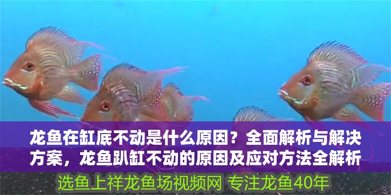龍魚在缸底不動是什么原因？全面解析與解決方案，龍魚趴缸不動的原因及應對方法全解析，龍魚趴缸不動的常見原因及解決方法全解析 龍魚在缸底不動是什么原因？全面解析與解決方案，龍魚趴缸不動的原因及應對方法全解析，龍魚趴缸不動的常見原因及解決方法全解析 龍魚百科 第1張