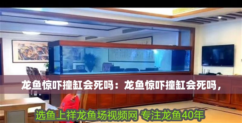 龍魚驚嚇撞缸會死嗎：龍魚驚嚇撞缸會死嗎，