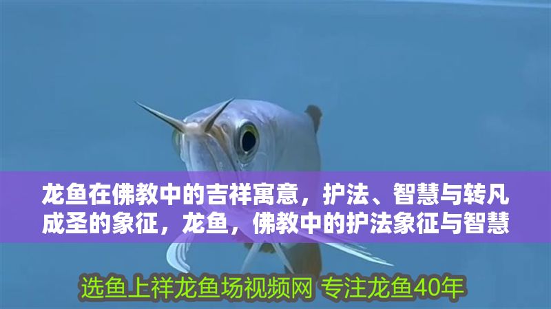 龍魚在佛教中的吉祥寓意，護法、智慧與轉凡成圣的象征，龍魚，佛教中的護法象征與智慧化身，寓意轉凡成圣的吉祥靈物，龍魚，佛教護法象征與轉凡成圣的智慧靈物 龍魚在佛教中的吉祥寓意，護法、智慧與轉凡成圣的象征，龍魚，佛教中的護法象征與智慧化身，寓意轉凡成圣的吉祥靈物，龍魚，佛教護法象征與轉凡成圣的智慧靈物 龍魚百科 第1張