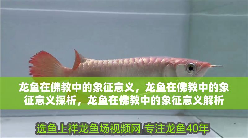 龍魚在佛教中的象征意義，龍魚在佛教中的象征意義探析，龍魚在佛教中的象征意義解析