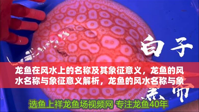 龍魚在風水上的名稱及其象征意義，龍魚的風水名稱與象征意義解析，龍魚的風水名稱與象征意義全解析