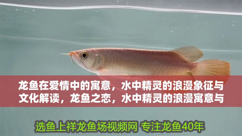 龍魚在愛情中的寓意，水中精靈的浪漫象征與文化解讀，龍魚之戀，水中精靈的浪漫寓意與文化象征，龍魚之戀，水中精靈的浪漫寓意與文化象征
