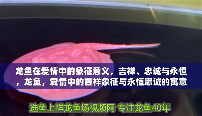 龍魚在愛情中的象征意義，吉祥、忠誠與永恒，龍魚，愛情中的吉祥象征與永恒忠誠的寓意，龍魚，愛情中的吉祥象征與永恒忠誠的寓意