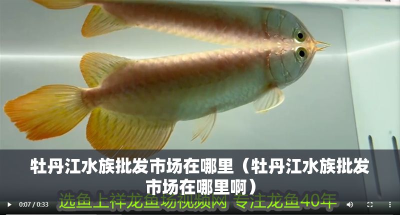 牡丹江水族批發市場在哪里（牡丹江水族批發市場在哪里啊）