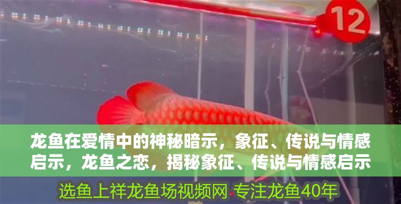 龍魚在愛情中的神秘暗示，象征、傳說與情感啟示，龍魚之戀，揭秘象征、傳說與情感啟示的神秘暗示，龍魚之戀，揭秘象征、傳說與情感的神秘暗示 龍魚在愛情中的神秘暗示，象征、傳說與情感啟示，龍魚之戀，揭秘象征、傳說與情感啟示的神秘暗示，龍魚之戀，揭秘象征、傳說與情感的神秘暗示 龍魚百科 第1張