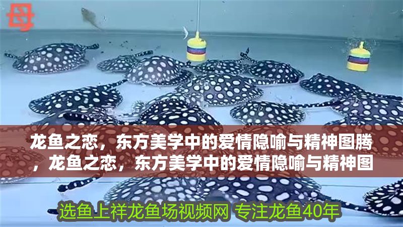 龍魚之戀，東方美學中的愛情隱喻與精神圖騰，龍魚之戀，東方美學中的愛情隱喻與精神圖騰探析，龍魚之戀，東方美學中的愛情隱喻與精神圖騰探析