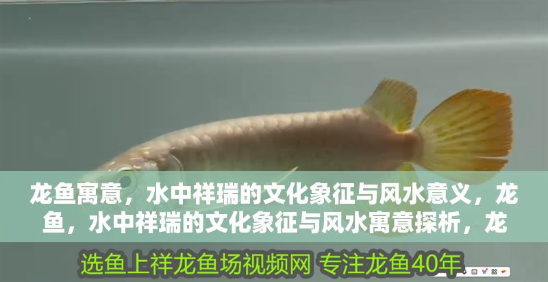 龍魚寓意，水中祥瑞的文化象征與風水意義，龍魚，水中祥瑞的文化象征與風水寓意探析，龍魚，水中祥瑞的文化象征與風水寓意探析 龍魚寓意，水中祥瑞的文化象征與風水意義，龍魚，水中祥瑞的文化象征與風水寓意探析，龍魚，水中祥瑞的文化象征與風水寓意探析 龍魚百科 第1張