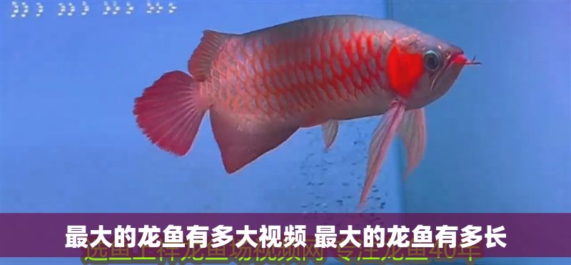 最大的龍魚有多大視頻 最大的龍魚有多長