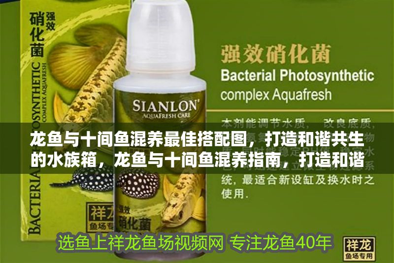 龍魚與十間魚混養最佳搭配圖，打造和諧共生的水族箱，龍魚與十間魚混養指南，打造和諧共生的完美水族箱，龍魚與十間魚混養指南，打造和諧共生的完美水族箱 龍魚與十間魚混養最佳搭配圖，打造和諧共生的水族箱，龍魚與十間魚混養指南，打造和諧共生的完美水族箱，龍魚與十間魚混養指南，打造和諧共生的完美水族箱 龍魚百科 第1張