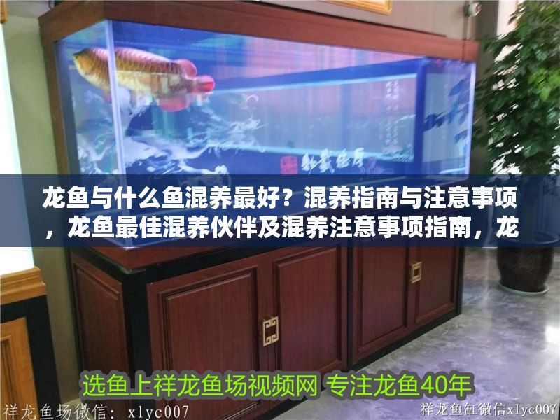 龍魚與什么魚混養最好？混養指南與注意事項，龍魚最佳混養伙伴及混養注意事項指南，龍魚最佳混養伙伴及注意事項指南 龍魚與什么魚混養最好？混養指南與注意事項，龍魚最佳混養伙伴及混養注意事項指南，龍魚最佳混養伙伴及注意事項指南 龍魚百科 第1張