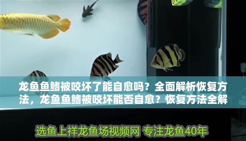 龍魚魚鰭被咬壞了能自愈嗎？全面解析恢復方法，龍魚魚鰭被咬壞能否自愈？恢復方法全解析，龍魚魚鰭被咬壞能否自愈？恢復方法全解析