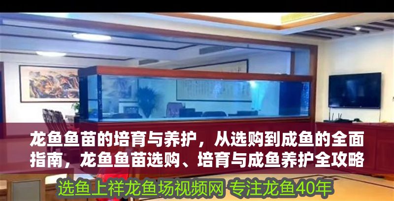 龍魚魚苗的培育與養(yǎng)護，從選購到成魚的全面指南，龍魚魚苗選購、培育與成魚養(yǎng)護全攻略，龍魚魚苗選購、培育與成魚養(yǎng)護全攻略