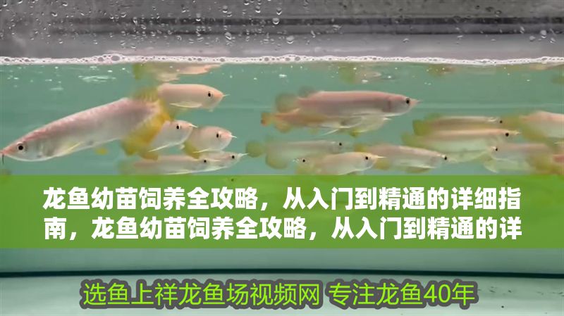 龍魚幼苗飼養全攻略，從入門到精通的詳細指南，龍魚幼苗飼養全攻略，從入門到精通的詳細指南，龍魚幼苗飼養全攻略，從入門到精通 龍魚幼苗飼養全攻略，從入門到精通的詳細指南，龍魚幼苗飼養全攻略，從入門到精通的詳細指南，龍魚幼苗飼養全攻略，從入門到精通 龍魚百科 第1張