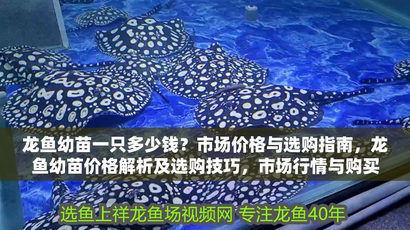 龍魚幼苗一只多少錢?市場價格與選購指南,龍魚幼苗價格解析及選購技巧,市場行情與購買指南,龍魚幼苗價格解析及市場選購指南 龍魚百科 第1張 龍魚幼苗一只多少錢?市場價格與選購指南,龍魚幼苗價格解析及選購技巧,市場行情與購買指南,龍魚幼苗價格解析及市場選購指南 龍魚幼苗一只多少錢?市場價格與選購指南,龍魚幼苗價格解析及選購技巧,市場行情與購買指南,龍魚幼苗價格解析及市場選購指南 龍魚百科 第1張