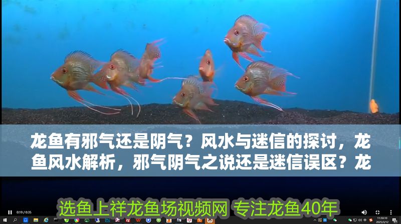 龍魚有邪氣還是陰氣？風水與迷信的探討，龍魚風水解析，邪氣陰氣之說還是迷信誤區？龍魚風水解析，邪氣陰氣之說還是迷信誤區？