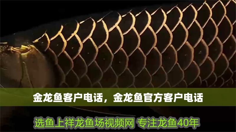 金龍魚客戶電話，金龍魚官方客戶電話