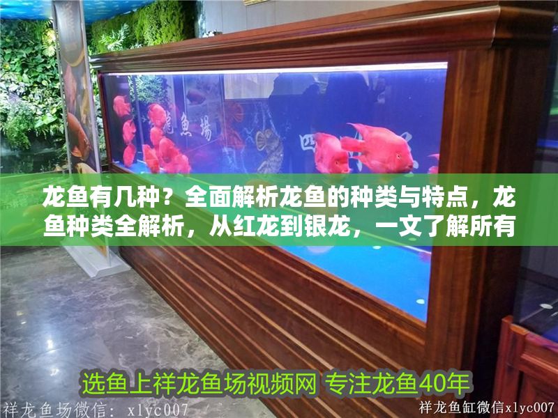 龍魚有幾種？全面解析龍魚的種類與特點，龍魚種類全解析，從紅龍到銀龍，一文了解所有龍魚品種與特點，全面解析龍魚種類，從紅龍到銀龍，一文了解所有品種與特點 龍魚有幾種？全面解析龍魚的種類與特點，龍魚種類全解析，從紅龍到銀龍，一文了解所有龍魚品種與特點，全面解析龍魚種類，從紅龍到銀龍，一文了解所有品種與特點 龍魚百科 第1張