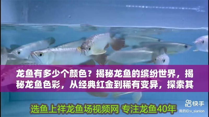 龍魚有多少個顏色？揭秘龍魚的繽紛世界，揭秘龍魚色彩，從經典紅金到稀有變異，探索其繽紛世界的所有顏色類型，揭秘龍魚色彩，從經典紅金到稀有變異的繽紛世界