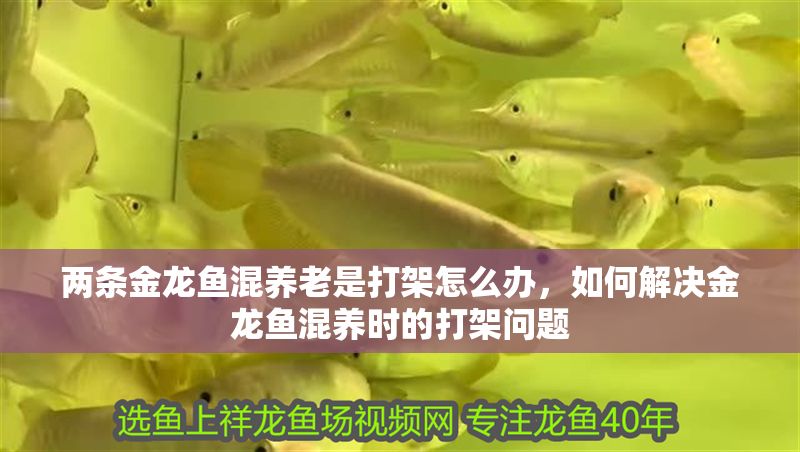 兩條金龍魚混養(yǎng)老是打架怎么辦，如何解決金龍魚混養(yǎng)時的打架問題