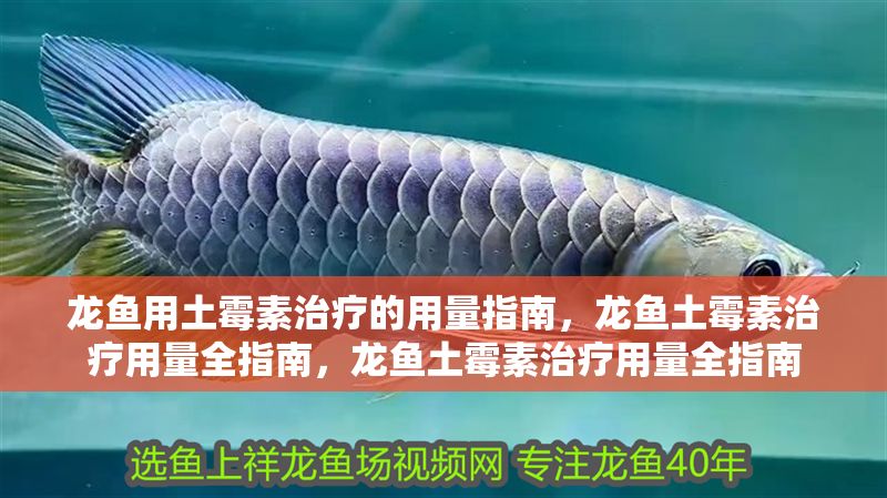 龍魚用土霉素治療的用量指南，龍魚土霉素治療用量全指南，龍魚土霉素治療用量全指南