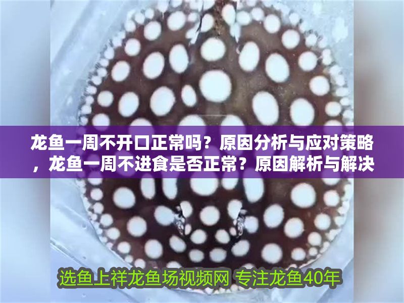 龍魚一周不開口正常嗎？原因分析與應對策略，龍魚一周不進食是否正常？原因解析與解決對策，龍魚一周不進食的原因分析與應對策略