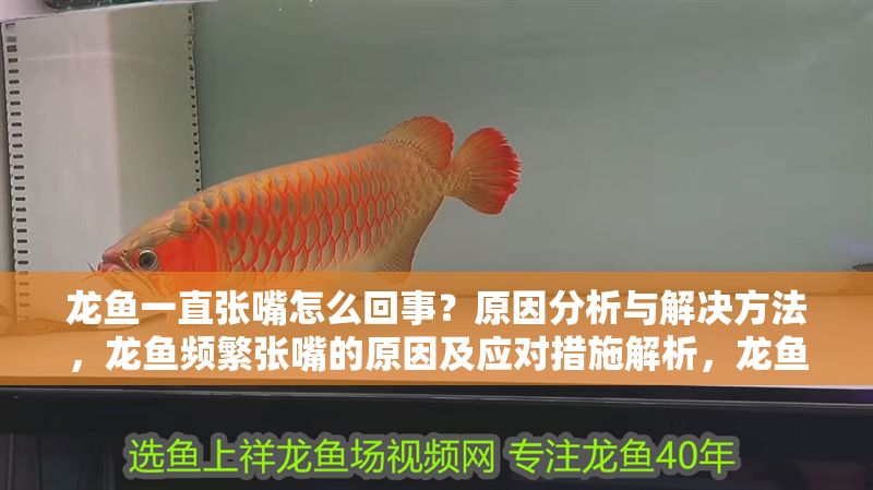 龍魚一直張嘴怎么回事？原因分析與解決方法，龍魚頻繁張嘴的原因及應(yīng)對措施解析，龍魚頻繁張嘴的原因及解決方法全解析