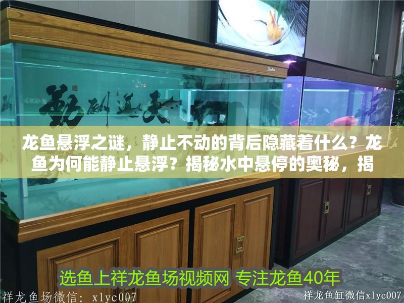龍魚懸浮之謎，靜止不動的背后隱藏著什么？龍魚為何能靜止懸浮？揭秘水中懸停的奧秘，揭秘龍魚水中懸停的奧秘，靜止懸浮背后的科學原理