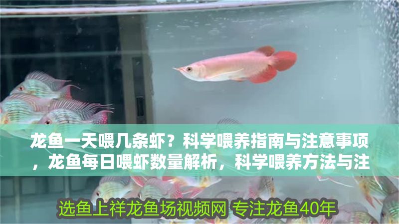 龍魚一天喂幾條蝦？科學喂養指南與注意事項，龍魚每日喂蝦數量解析，科學喂養方法與注意事項，龍魚每日喂蝦數量解析，科學喂養方法與注意事項 龍魚一天喂幾條蝦？科學喂養指南與注意事項，龍魚每日喂蝦數量解析，科學喂養方法與注意事項，龍魚每日喂蝦數量解析，科學喂養方法與注意事項 龍魚百科 第1張