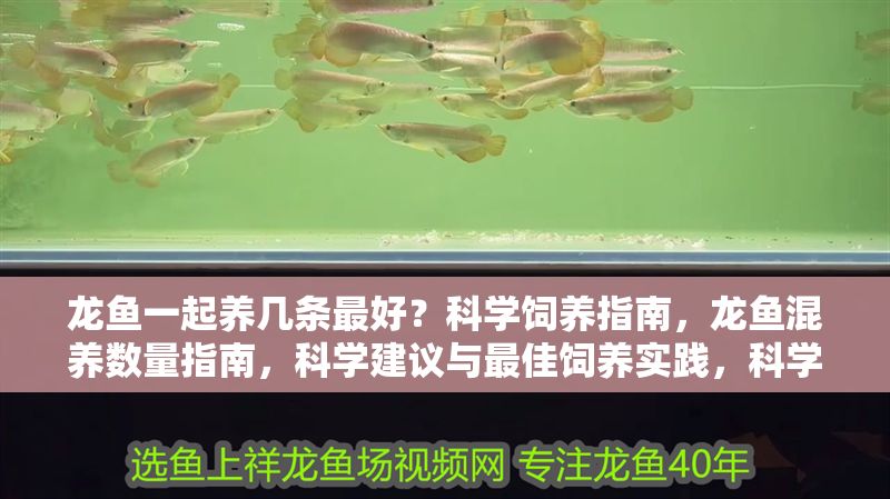 龍魚一起養幾條最好？科學飼養指南，龍魚混養數量指南，科學建議與最佳飼養實踐，科學飼養龍魚，最佳混養數量與實用指南
