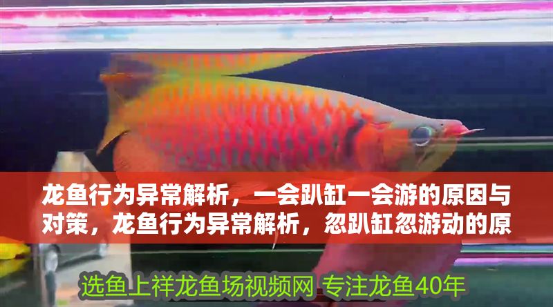 龍魚行為異常解析，一會趴缸一會游的原因與對策，龍魚行為異常解析，忽趴缸忽游動的原因及應對措施，龍魚行為異常解析，忽趴缸忽游動的原因與應對策略