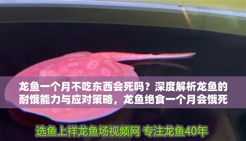 龍魚一個月不吃東西會死嗎？深度解析龍魚的耐餓能力與應對策略，龍魚絕食一個月會餓死嗎？揭秘其耐餓極限與科學養護對策，龍魚絕食一個月會餓死嗎？揭秘耐餓極限與科學養護對策