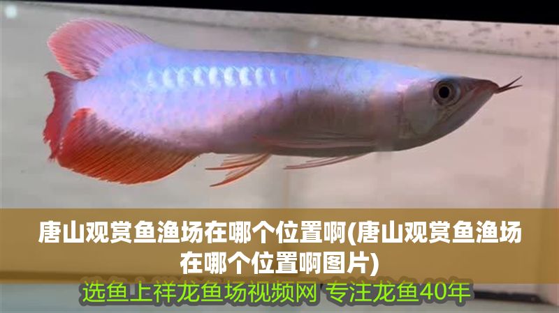 唐山觀賞魚漁場在哪個位置啊(唐山觀賞魚漁場在哪個位置啊圖片)