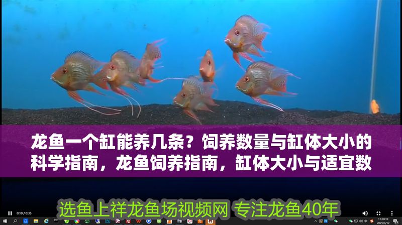 龍魚一個缸能養幾條？飼養數量與缸體大小的科學指南，龍魚飼養指南，缸體大小與適宜數量的科學解析，龍魚飼養指南，缸體大小與適宜數量的科學解析