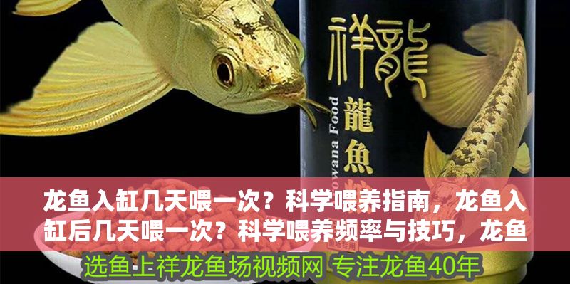 龍魚入缸幾天喂一次？科學喂養指南，龍魚入缸后幾天喂一次？科學喂養頻率與技巧，龍魚入缸后的科學喂養頻率與技巧指南