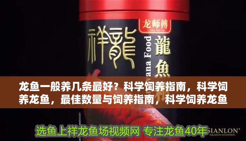 龍魚一般養幾條最好？科學飼養指南，科學飼養龍魚，最佳數量與飼養指南，科學飼養龍魚，最佳數量與飼養指南