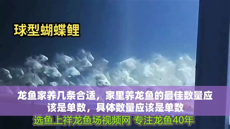 龍魚家養幾條合適，家里養龍魚的最佳數量應該是單數，具體數量應該是單數
