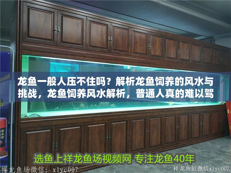 龍魚一般人壓不住嗎？解析龍魚飼養的風水與挑戰，龍魚飼養風水解析，普通人真的難以駕馭嗎？龍魚飼養風水解析，普通人真的難以駕馭嗎？