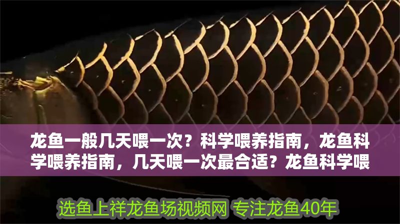 龍魚一般幾天喂一次？科學喂養指南，龍魚科學喂養指南，幾天喂一次最合適？龍魚科學喂養指南，幾天喂一次最合適？