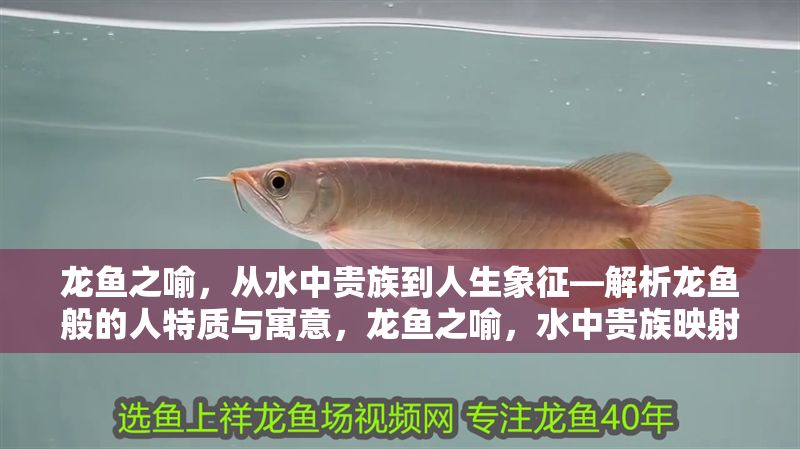 龍魚之喻，從水中貴族到人生象征—解析龍魚般的人特質與寓意，龍魚之喻，水中貴族映射的人生特質與深層寓意，龍魚之喻，水中貴族映射的人生特質與深層寓意 龍魚之喻，從水中貴族到人生象征—解析龍魚般的人特質與寓意，龍魚之喻，水中貴族映射的人生特質與深層寓意，龍魚之喻，水中貴族映射的人生特質與深層寓意 龍魚百科 第1張