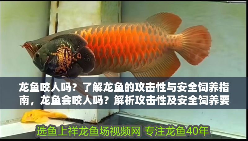 龍魚咬人嗎？了解龍魚的攻擊性與安全飼養(yǎng)指南，龍魚會咬人嗎？解析攻擊性及安全飼養(yǎng)要點(diǎn)，龍魚會咬人嗎？解析攻擊性與安全飼養(yǎng)指南 龍魚咬人嗎？了解龍魚的攻擊性與安全飼養(yǎng)指南，龍魚會咬人嗎？解析攻擊性及安全飼養(yǎng)要點(diǎn)，龍魚會咬人嗎？解析攻擊性與安全飼養(yǎng)指南 龍魚百科 第1張