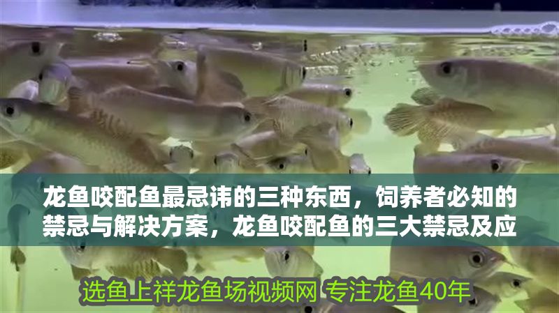 龍魚咬配魚最忌諱的三種東西，飼養者必知的禁忌與解決方案，龍魚咬配魚的三大禁忌及應對策略，飼養者必看！龍魚咬配魚的三大禁忌及應對策略，飼養者必看！ 龍魚咬配魚最忌諱的三種東西，飼養者必知的禁忌與解決方案，龍魚咬配魚的三大禁忌及應對策略，飼養者必看！龍魚咬配魚的三大禁忌及應對策略，飼養者必看！ 龍魚百科 第1張