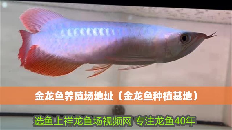 金龍魚養殖場地址（金龍魚種植基地）