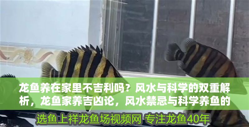 龍魚(yú)養(yǎng)在家里不吉利嗎？風(fēng)水與科學(xué)的雙重解析，龍魚(yú)家養(yǎng)吉兇論，風(fēng)水禁忌與科學(xué)養(yǎng)魚(yú)的深度剖析，龍魚(yú)家養(yǎng)吉兇論，風(fēng)水禁忌與科學(xué)養(yǎng)魚(yú)的深度解析