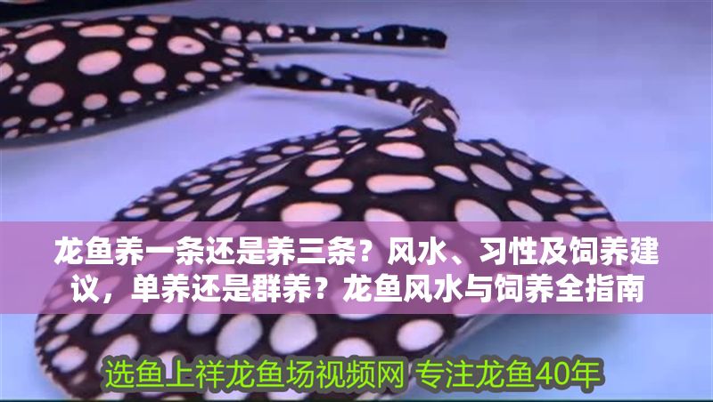 龍魚養(yǎng)一條還是養(yǎng)三條?風(fēng)水、習(xí)性及飼養(yǎng)建議,單養(yǎng)還是群養(yǎng)?龍魚風(fēng)水與飼養(yǎng)全指南 龍魚百科 第1張 龍魚養(yǎng)一條還是養(yǎng)三條?風(fēng)水、習(xí)性及飼養(yǎng)建議,單養(yǎng)還是群養(yǎng)?龍魚風(fēng)水與飼養(yǎng)全指南 龍魚養(yǎng)一條還是養(yǎng)三條?風(fēng)水、習(xí)性及飼養(yǎng)建議,單養(yǎng)還是群養(yǎng)?龍魚風(fēng)水與飼養(yǎng)全指南 龍魚百科 第1張