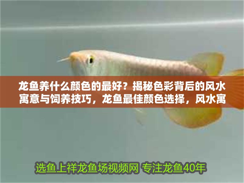 龍魚養什么顏色的最好？揭秘色彩背后的風水寓意與飼養技巧，龍魚最佳顏色選擇，風水寓意與飼養技巧全解析，龍魚最佳顏色選擇，風水寓意與飼養技巧全解析